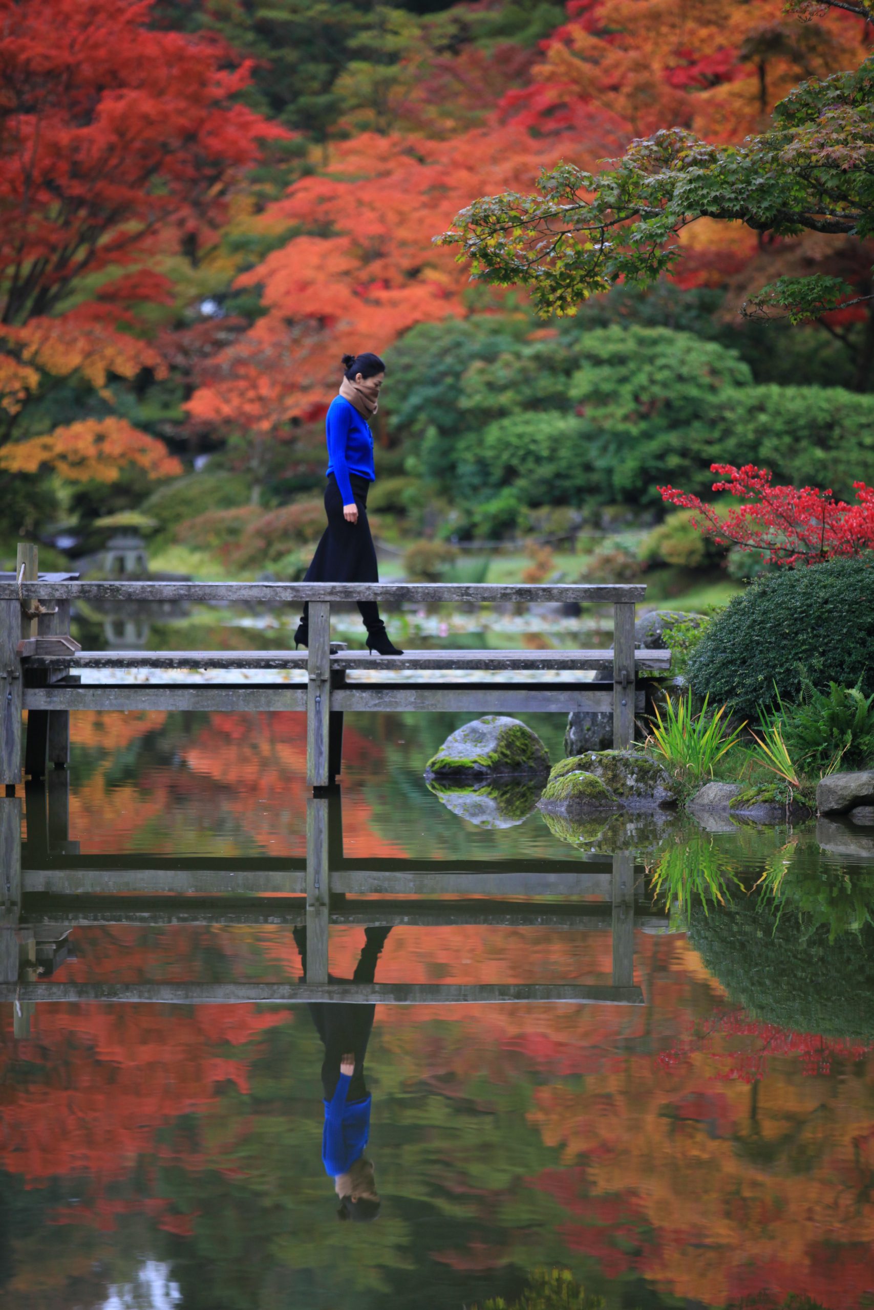 日本园木桥上的蓝衣人像与倒影